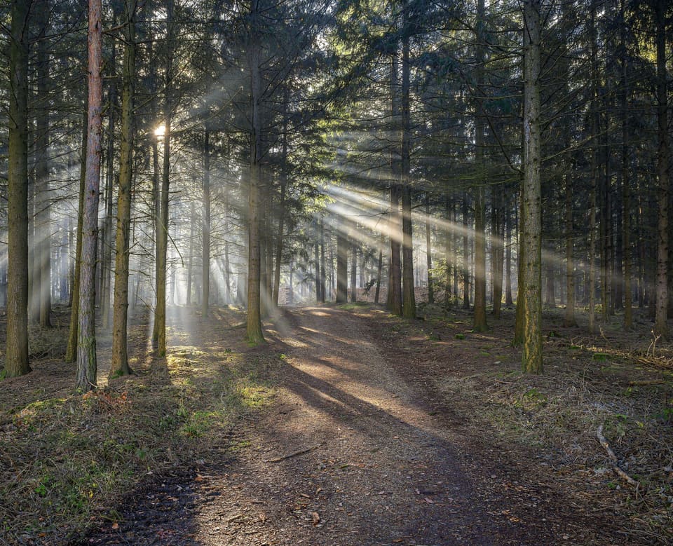 Un sentiero nel bosco attraversato da lame di luce del mattino.