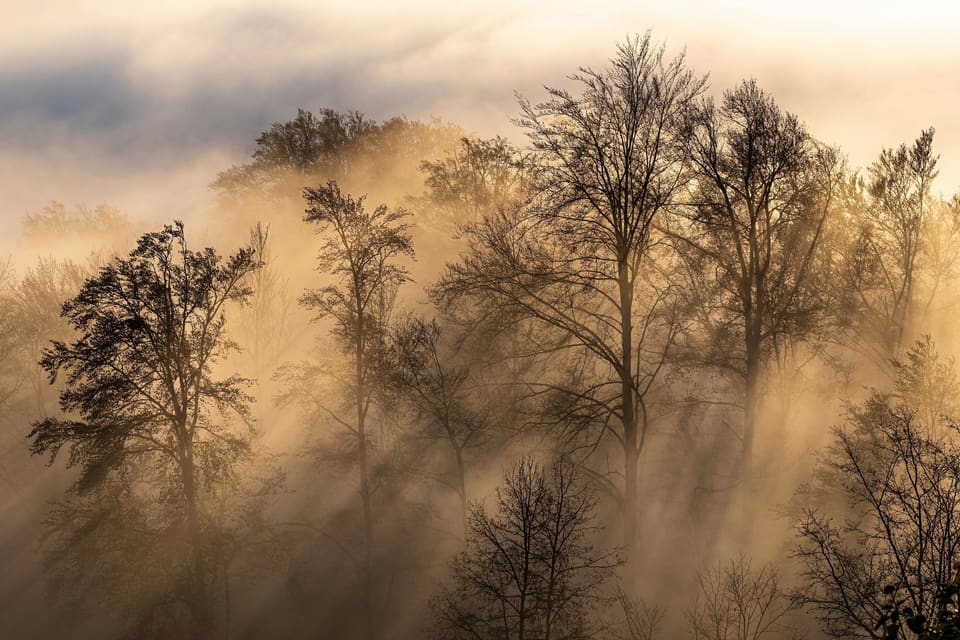 Sagome di alberi nella nebbia, attraversate dalla luce del sole.